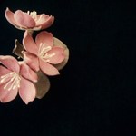 リネンのミニコサージュ＊桜6.3cm（くすみピンク/グレージュ）