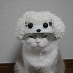 🐩白いプードル