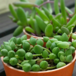 ネックレス　3点盛り　多肉植物(抜き苗)