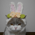 うさぎ🐰
