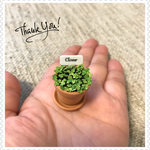 🍀ミニチュアクローバー🍀