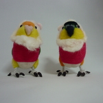 インコクロース☆彡(シロハラインコ)