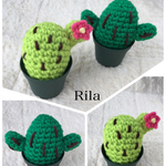 サボテンのエコたわし