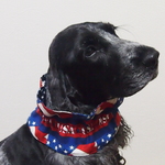 シュシュ♡USA！中型犬用♡