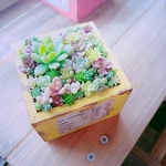 こっそり出品*ﾟ 多肉 寄せ植え