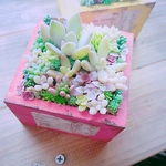こっそり出品*ﾟ 多肉 寄せ植え  多肉植物