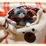 おねがいにゃんこＮｏ．40