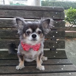 michio0509様専用　衿型首輪・ネクタイ3点セット　犬・猫　衿型布製首輪　バンダナ柄　首24～29㎝