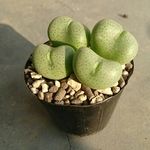 【コノフィツム】宝殿　多肉植物