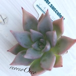 Lier苗 メンチャカ×コロラータ ②