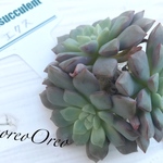 Lier苗 エクス ②