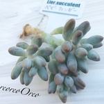 Lier苗 ベビーフィンガー ①