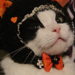 ハロウィン🎃黒猫ちゃんに変身！！