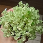 【jk2525様専用ミルクゥージをカットで全部】多肉★多肉植物★