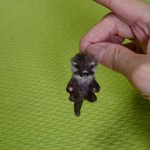 ぶら～ん babyカワウソ 羊毛フェルト