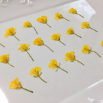 菜の花