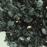 訳アリ！【単品】紫陽花プリザーブドフラワー「訳ありブラック」