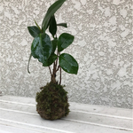 ツバキの苔玉