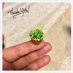 🍀ミニミニ鉢植えクローバー&たんぽぽ🍀