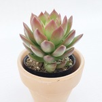 多肉植物　エケベリア　観葉植物　サボテン テラコッタ　セット　500円シリーズ