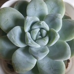 エケべリア⭐アイスクリーン⭐植物⭐多肉植物