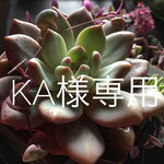KA様 専用スワッグでガーランド⑩