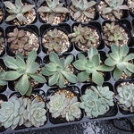 寄せ植えよう多肉植物35種