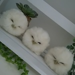 ガマグチヨタカのヒナ(1羽売り)