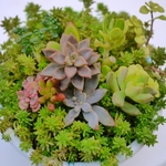 もりもりセダムミックス_ナチュラル植えＦ