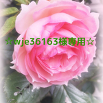☆wje36163様専用☆