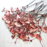 【限定】かすみ草の押し花☆アプリコット／茎付き／ドライフラワー 