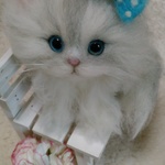 チンチラシルバー猫ちゃん