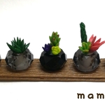 キラキラ　多肉植物　5個セット(黒)