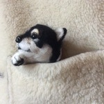 ポケットからこんにちわ❣️黒柴ブローチ