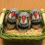  accoさま♡ご注文専用ページ: キンカチョウちゃん トリオセット