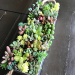 多肉植物 寄せ植え ブリキ缶  15×5×3cm モリモリ♪