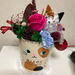 カップのなかからこんにちはの猫ちゃん・向日葵