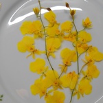 押し花素材。オンシジューム