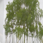 押し花素材。ユウギリソウ