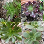 多肉植物★アエオニウム4種類セット★抜き苗