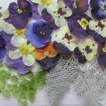 ✿押し花素材 　押したてビオラとグリーン✿　　❀JSD-116