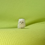 ポメラニアン パピー ホワイト  羊毛フェルト