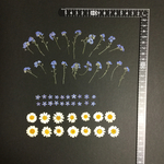 押し花  特別オーダー品 NO.826