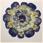 天然押し花素材  166