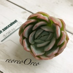 Lier苗 ホワイトカレー②