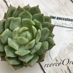 Lier苗 ティッピー①