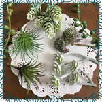 【再販3】多肉植物 アーティフィシャル アソート【H】
