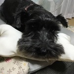 ボーンピロー(ペット用まくら)