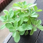 【送料込】キュウバンオレガノ★プレクトランサス★多肉★多肉植物★