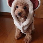 ふわふわ＊くま